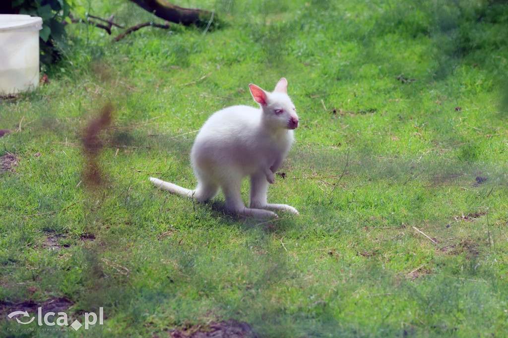 Mini Zoo Piotrówek – atrakcja dla całej rodziny
