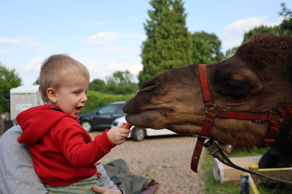 Mini Zoo w Piotrówku – wielka atrakcja dla dzieci