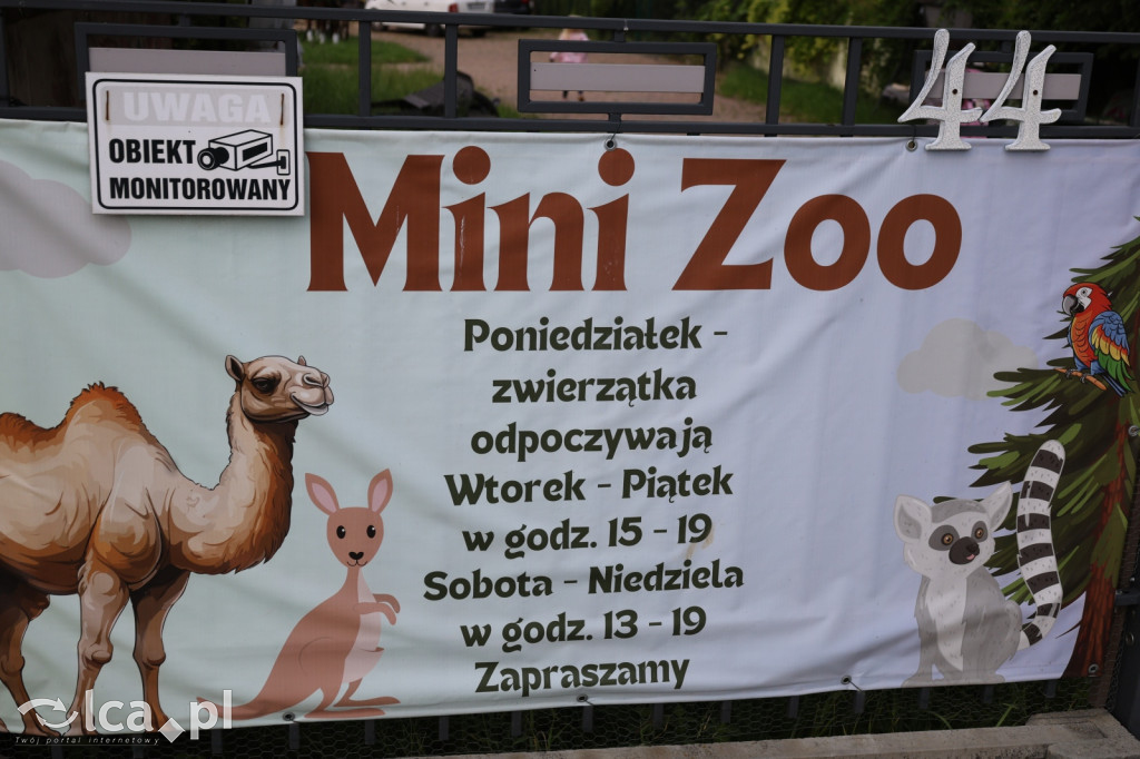 Mini Zoo w Piotrówku – wielka atrakcja dla dzieci