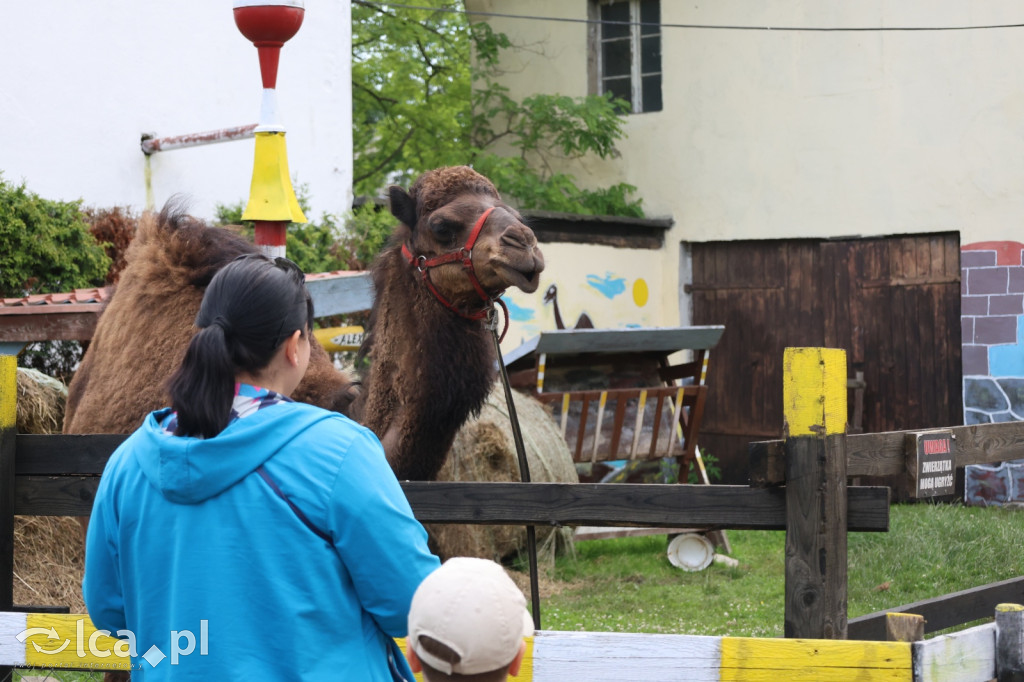 Mini Zoo w Piotrówku – wielka atrakcja dla dzieci