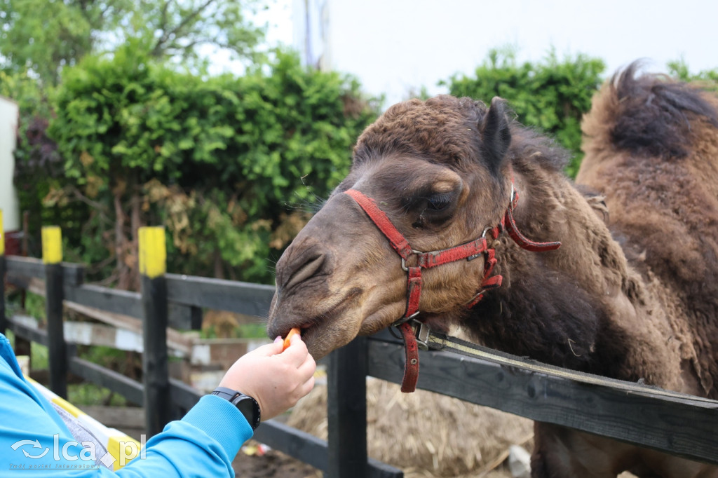 Mini Zoo w Piotrówku – wielka atrakcja dla dzieci