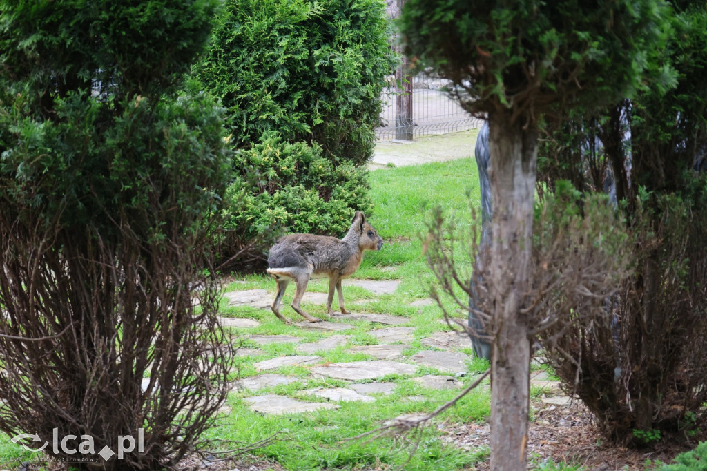 Mini Zoo w Piotrówku – wielka atrakcja dla dzieci