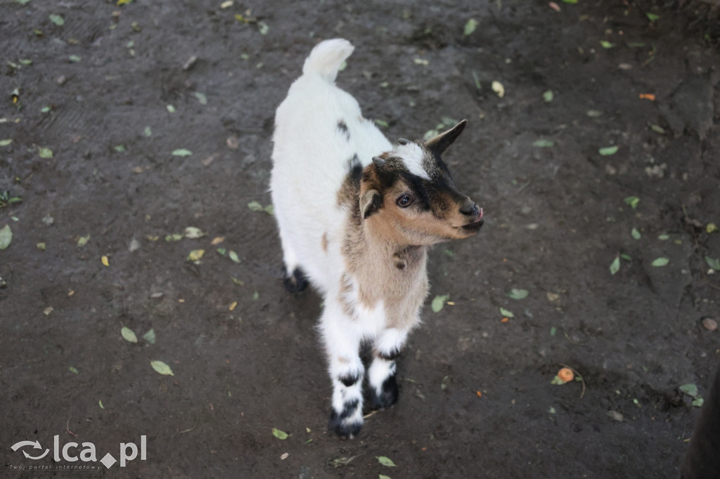 Mini Zoo w Piotrówku – wielka atrakcja dla dzieci