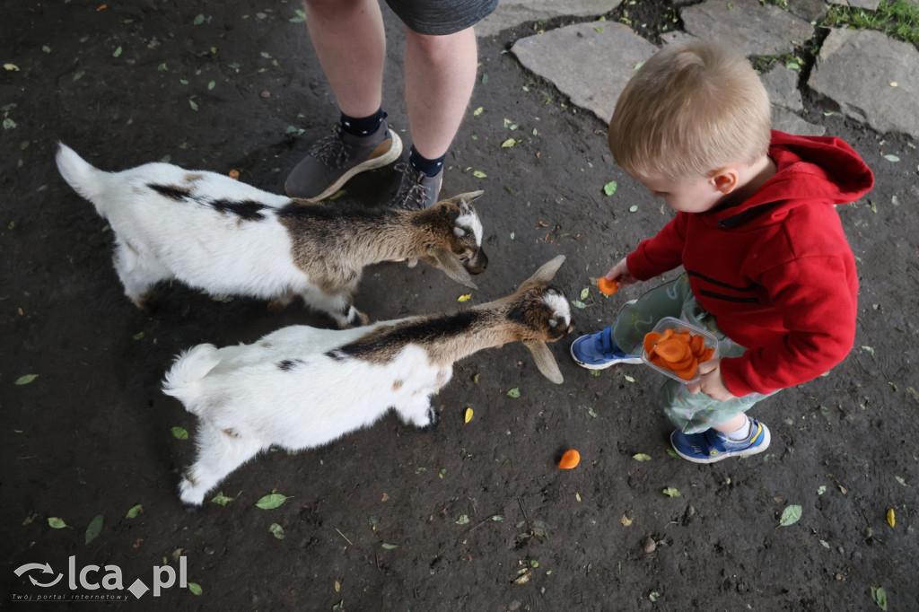 Mini Zoo w Piotrówku – wielka atrakcja dla dzieci