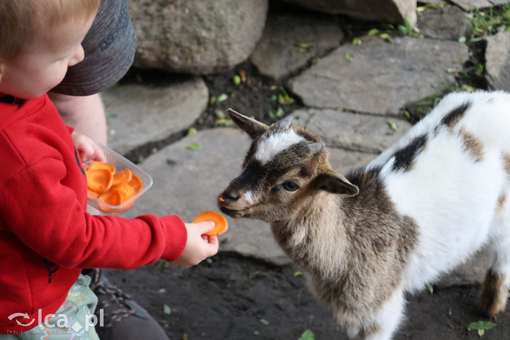 Mini Zoo w Piotrówku – wielka atrakcja dla dzieci