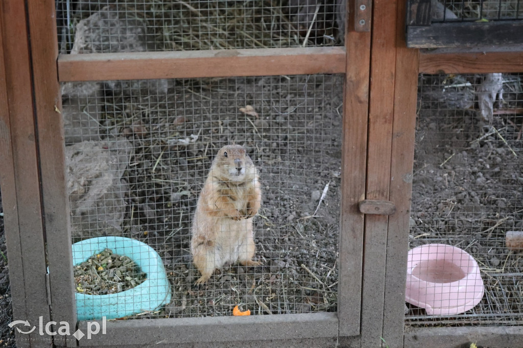 Mini Zoo w Piotrówku – wielka atrakcja dla dzieci