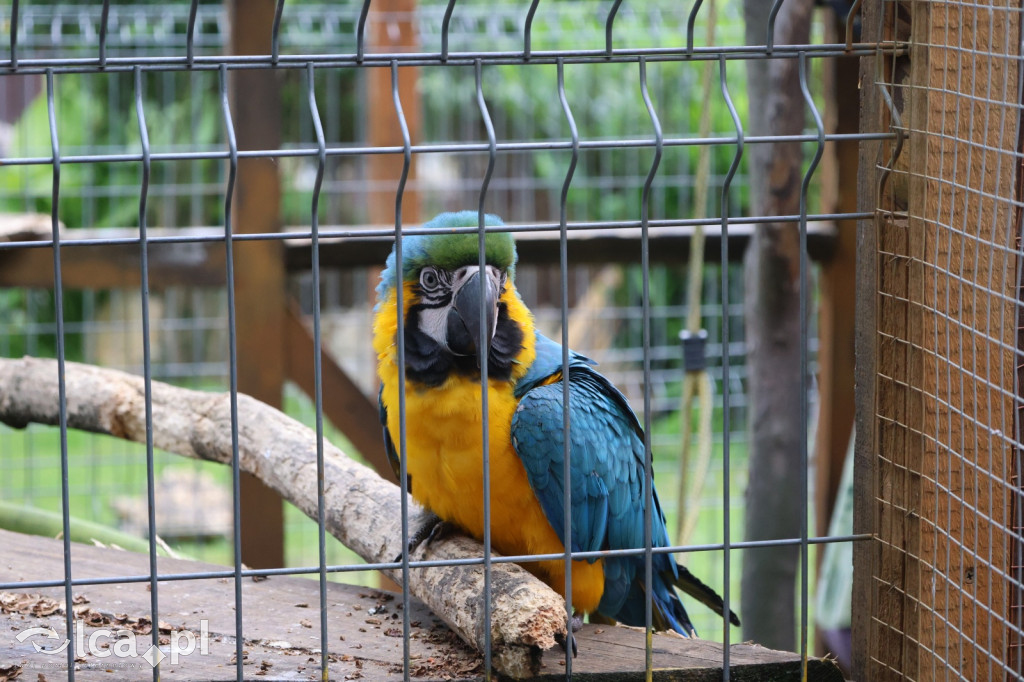 Mini Zoo w Piotrówku – wielka atrakcja dla dzieci