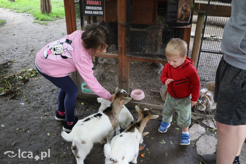 Mini Zoo w Piotrówku – wielka atrakcja dla dzieci