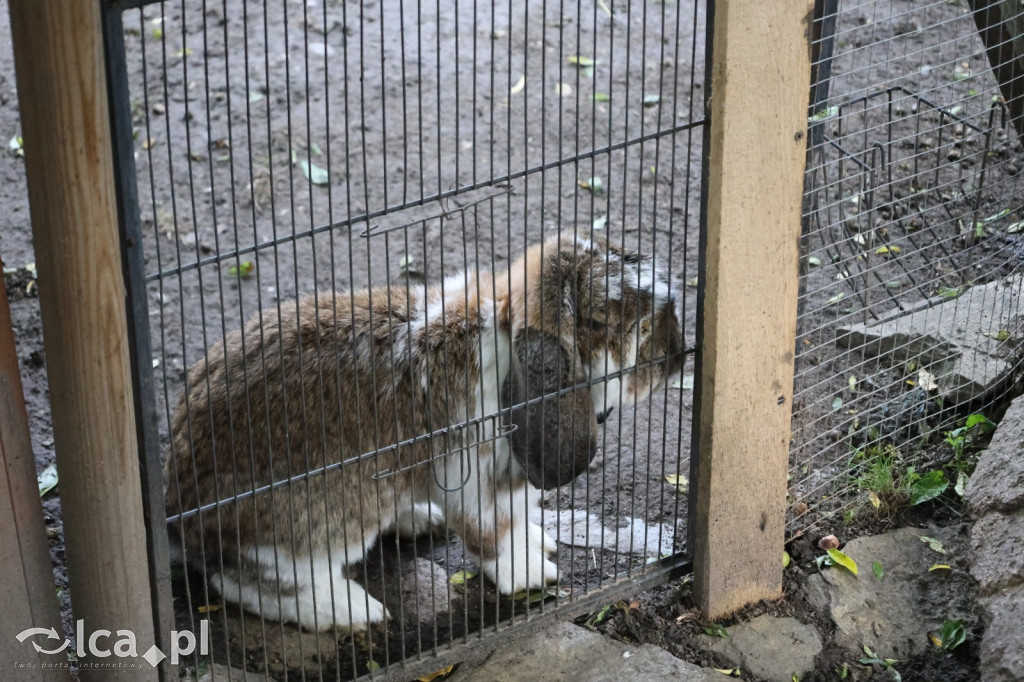 Mini Zoo w Piotrówku – wielka atrakcja dla dzieci