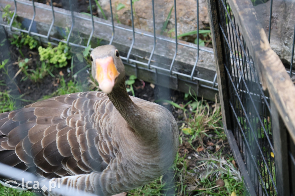 Mini Zoo w Piotrówku – wielka atrakcja dla dzieci