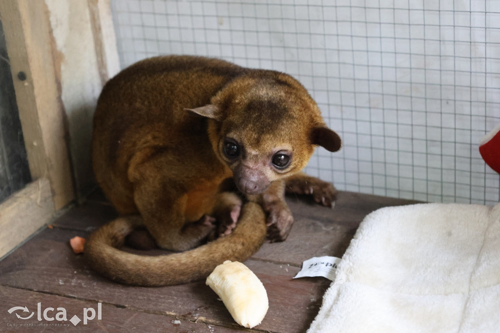Mini Zoo w Piotrówku – wielka atrakcja dla dzieci