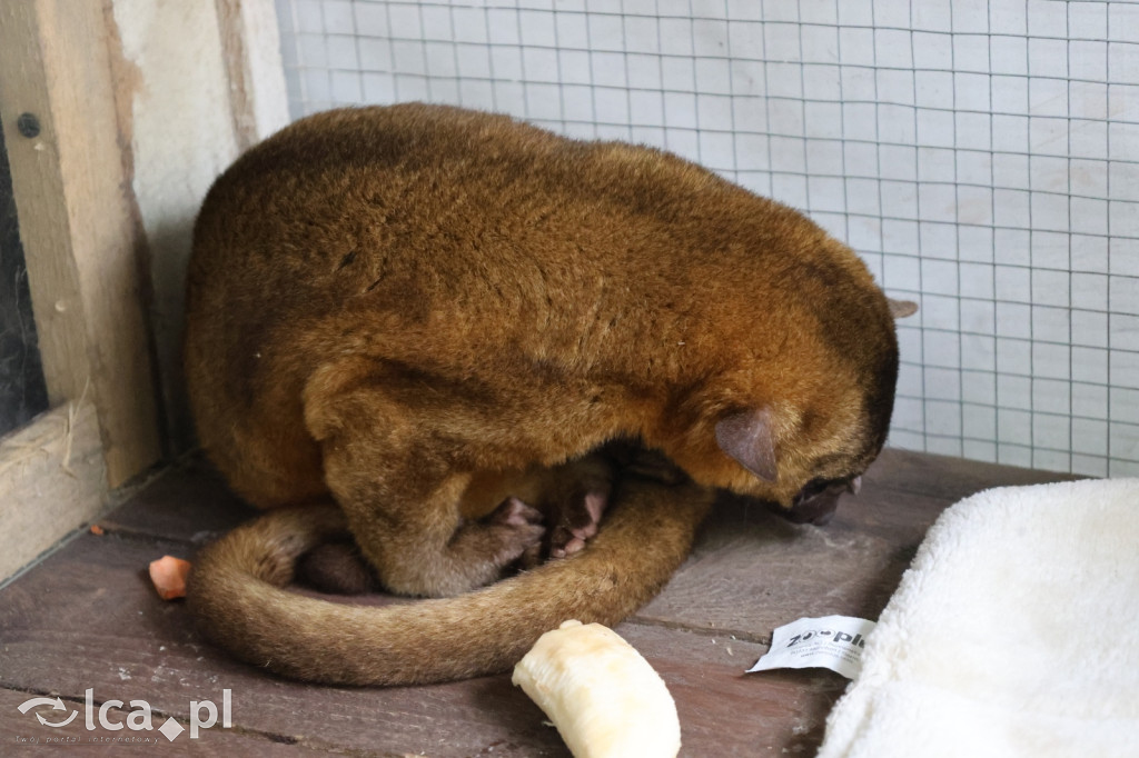 Mini Zoo w Piotrówku – wielka atrakcja dla dzieci