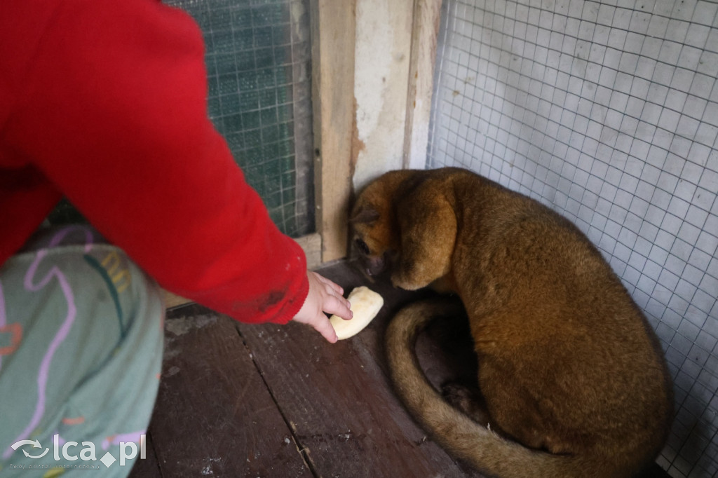 Mini Zoo w Piotrówku – wielka atrakcja dla dzieci