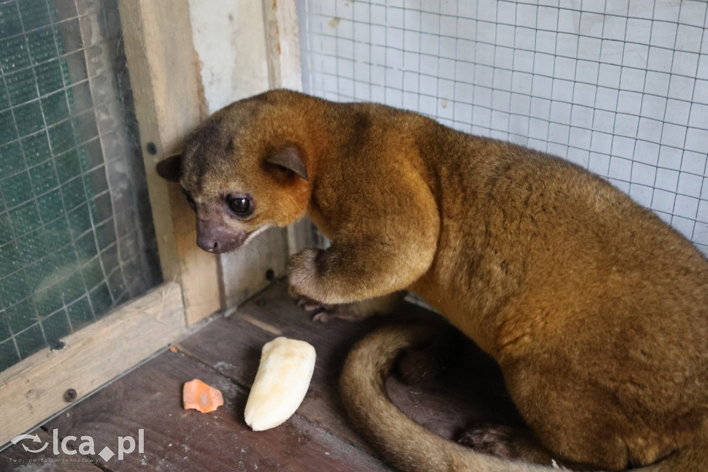 Mini Zoo w Piotrówku – wielka atrakcja dla dzieci