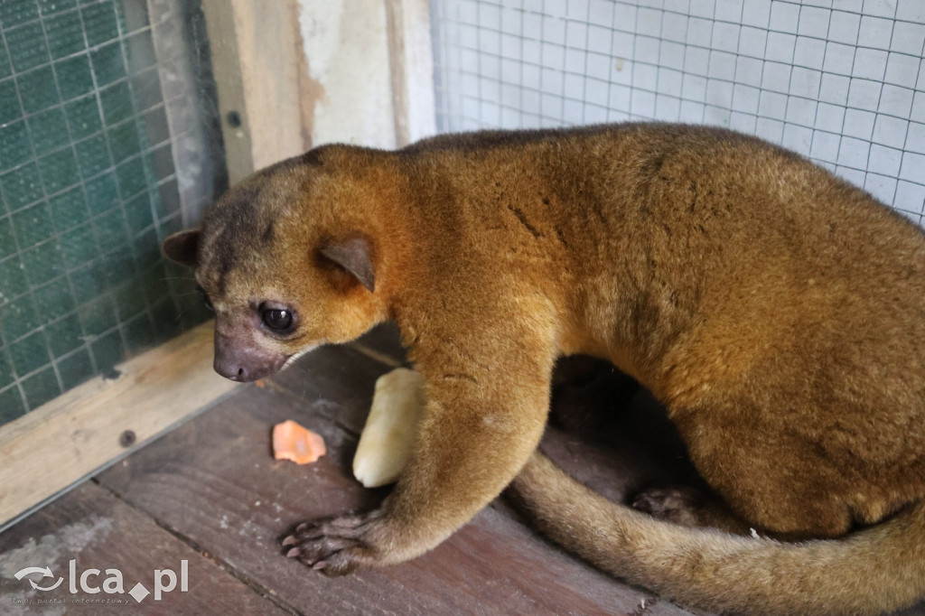 Mini Zoo w Piotrówku – wielka atrakcja dla dzieci