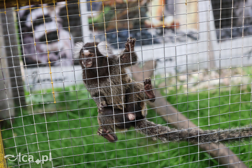 Mini Zoo w Piotrówku – wielka atrakcja dla dzieci