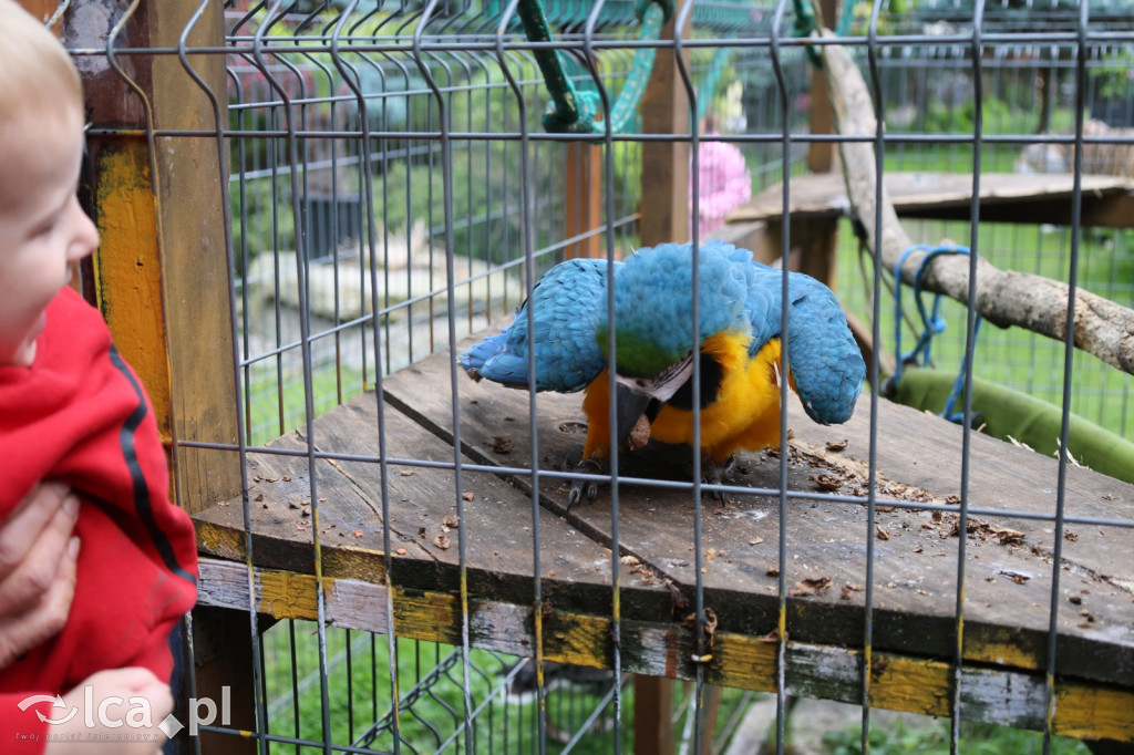 Mini Zoo w Piotrówku – wielka atrakcja dla dzieci