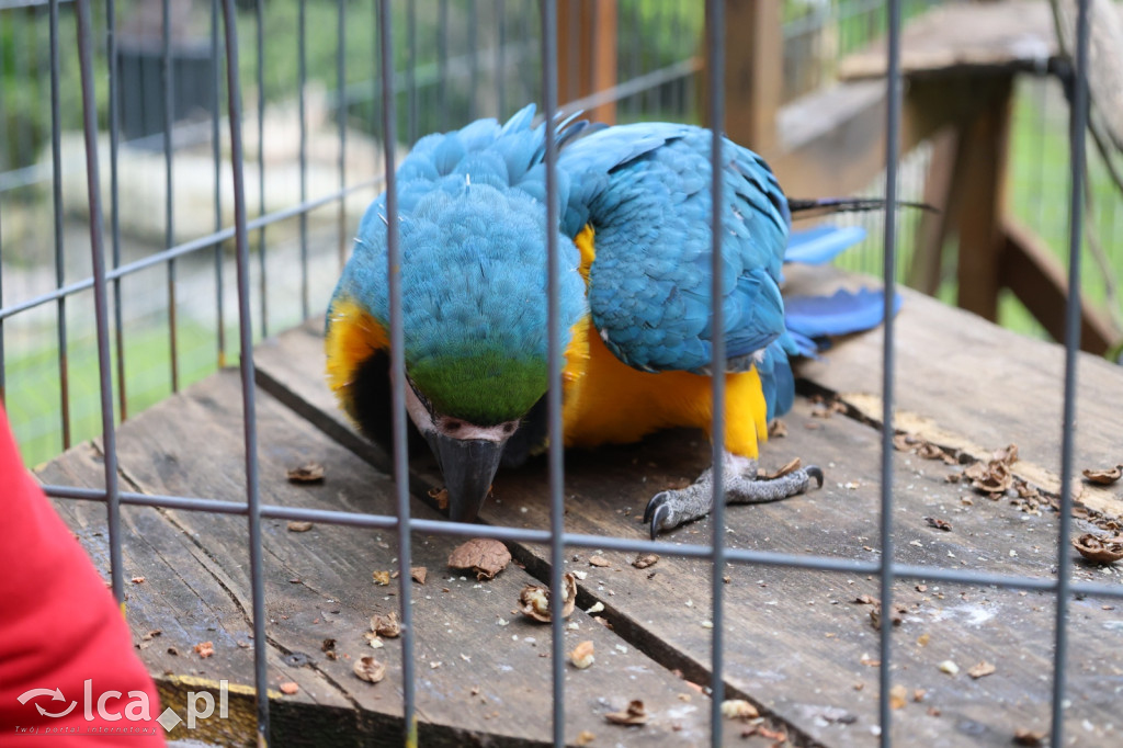 Mini Zoo w Piotrówku – wielka atrakcja dla dzieci