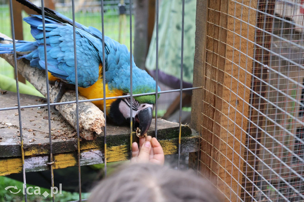 Mini Zoo w Piotrówku – wielka atrakcja dla dzieci