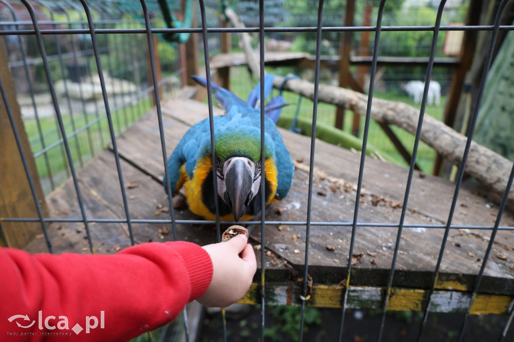 Mini Zoo w Piotrówku – wielka atrakcja dla dzieci