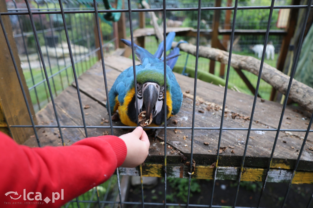 Mini Zoo w Piotrówku – wielka atrakcja dla dzieci