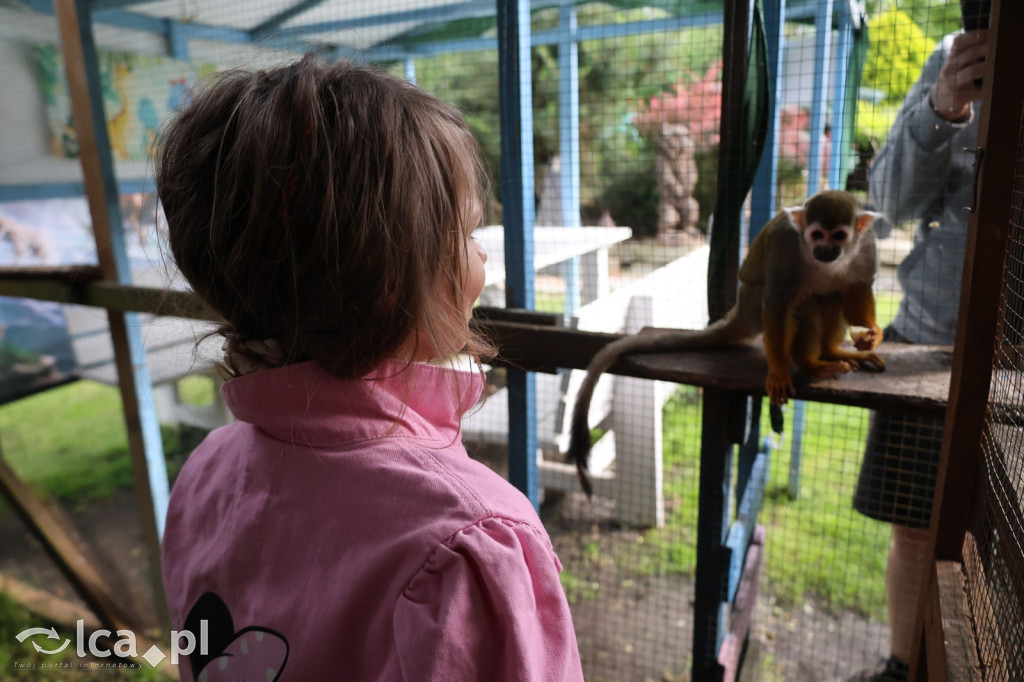 Mini Zoo w Piotrówku – wielka atrakcja dla dzieci