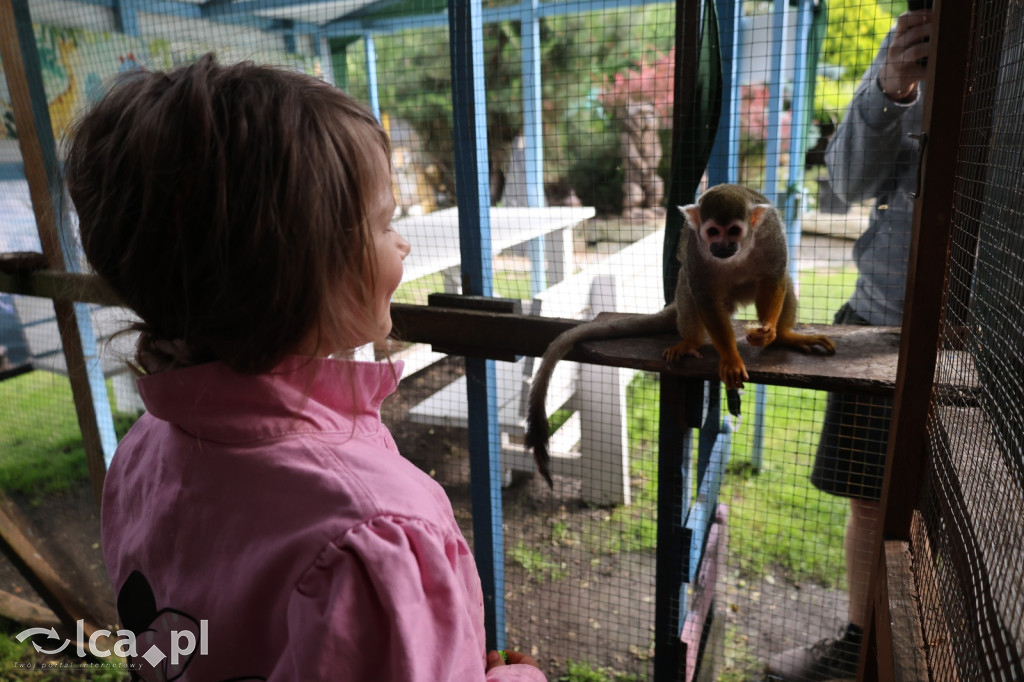 Mini Zoo w Piotrówku – wielka atrakcja dla dzieci