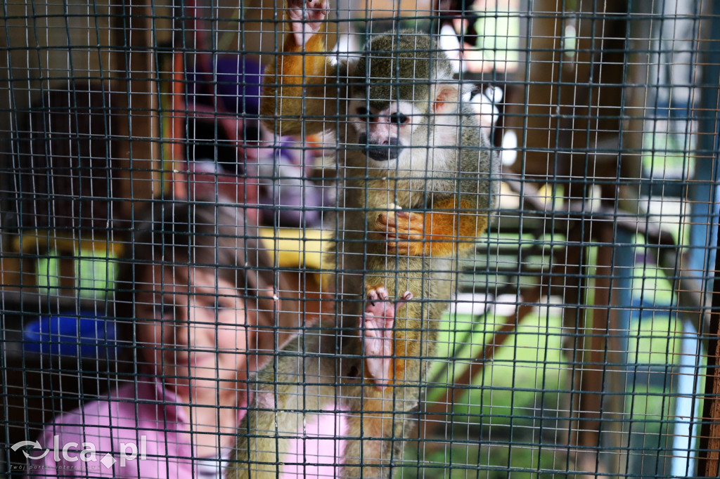 Mini Zoo w Piotrówku – wielka atrakcja dla dzieci