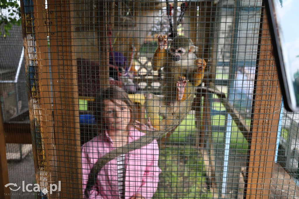 Mini Zoo w Piotrówku – wielka atrakcja dla dzieci
