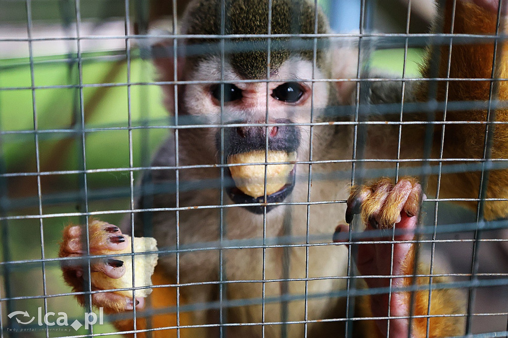 Mini Zoo w Piotrówku – wielka atrakcja dla dzieci