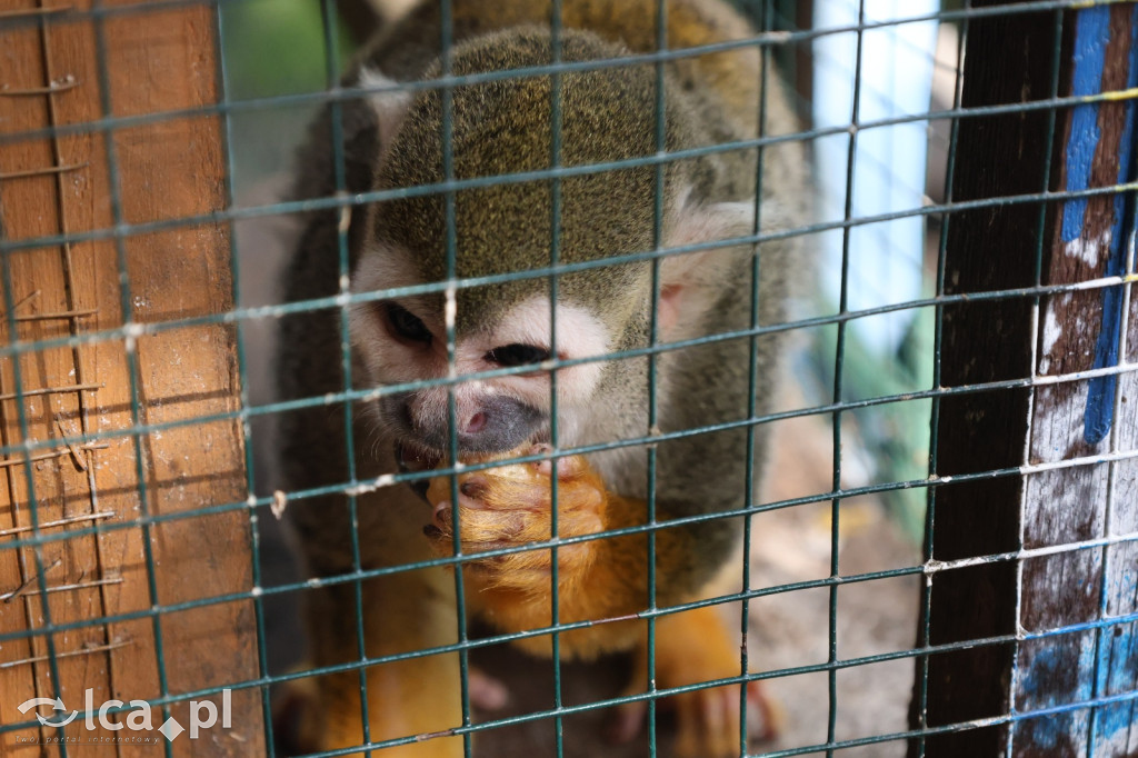 Mini Zoo w Piotrówku – wielka atrakcja dla dzieci