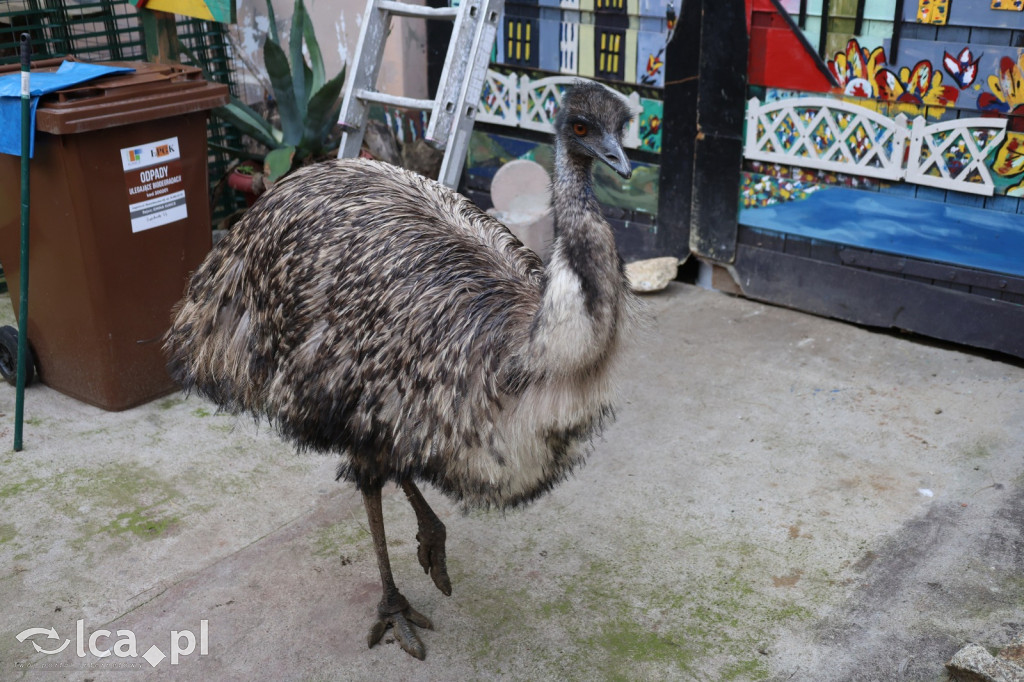 Mini Zoo w Piotrówku – wielka atrakcja dla dzieci
