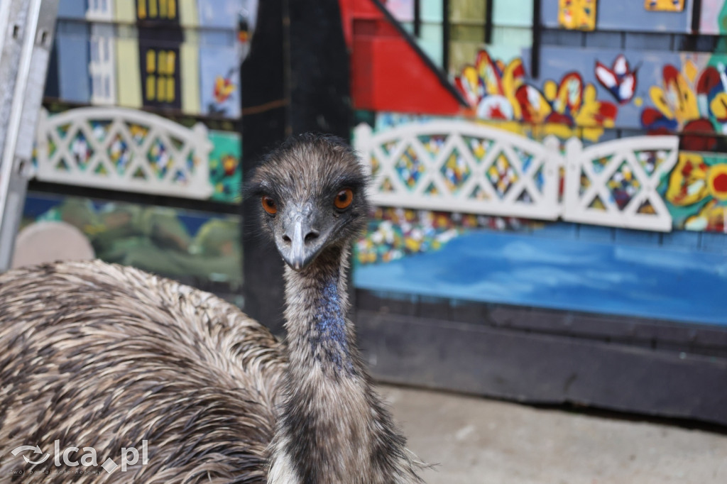 Mini Zoo w Piotrówku – wielka atrakcja dla dzieci