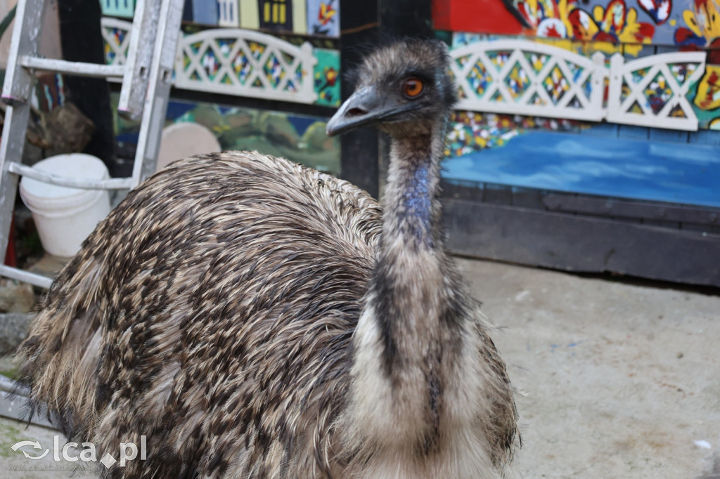Mini Zoo w Piotrówku – wielka atrakcja dla dzieci