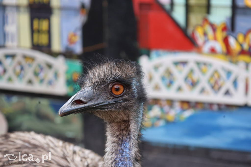 Mini Zoo w Piotrówku – wielka atrakcja dla dzieci