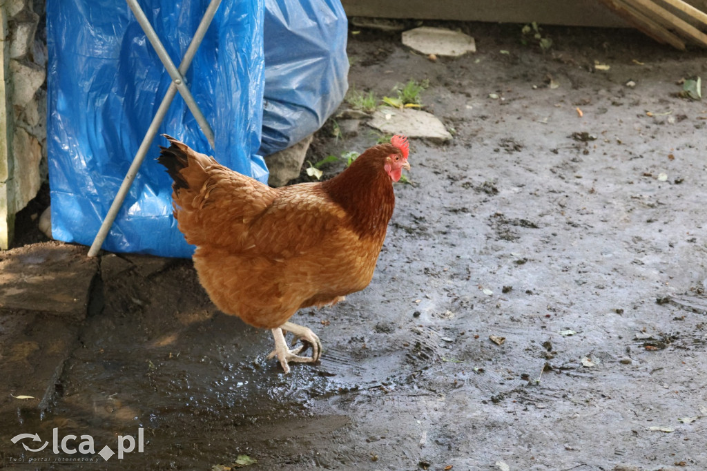 Mini Zoo w Piotrówku – wielka atrakcja dla dzieci