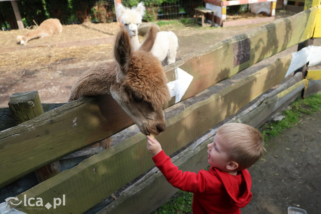 Mini Zoo w Piotrówku – wielka atrakcja dla dzieci