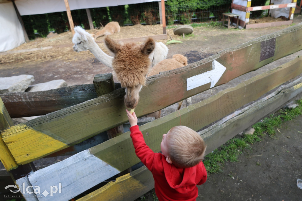 Mini Zoo w Piotrówku – wielka atrakcja dla dzieci