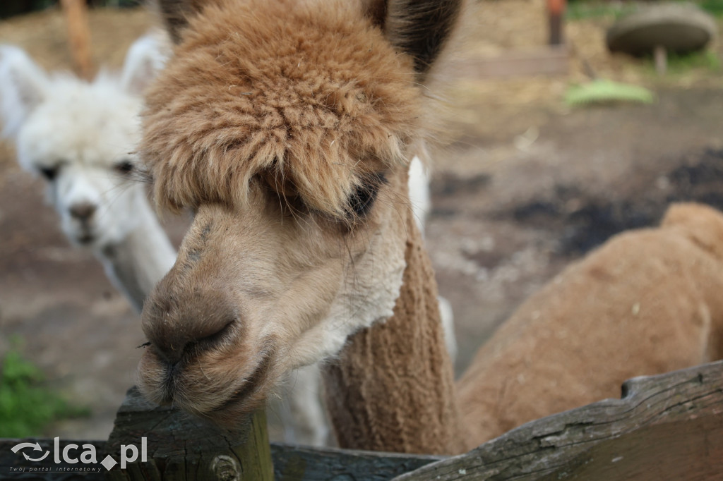 Mini Zoo w Piotrówku – wielka atrakcja dla dzieci