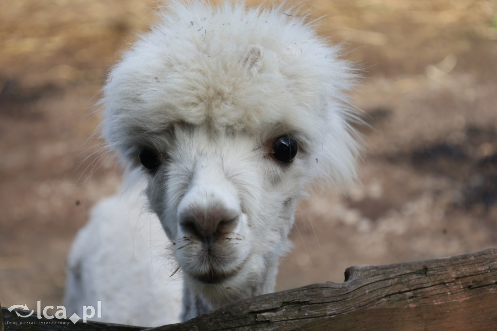Mini Zoo w Piotrówku – wielka atrakcja dla dzieci