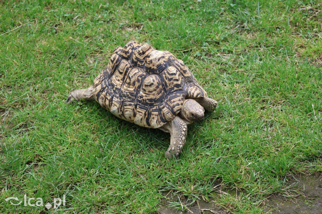 Mini Zoo w Piotrówku – wielka atrakcja dla dzieci