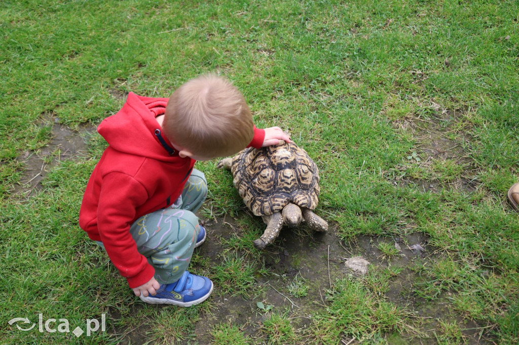 Mini Zoo w Piotrówku – wielka atrakcja dla dzieci