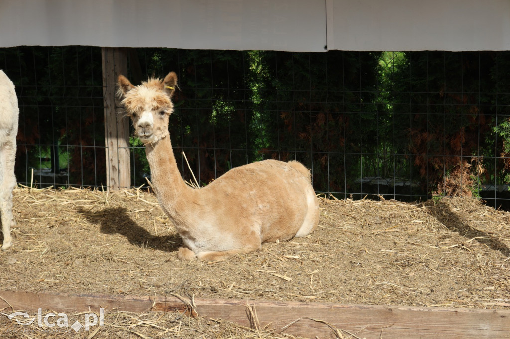 Mini Zoo w Piotrówku – wielka atrakcja dla dzieci
