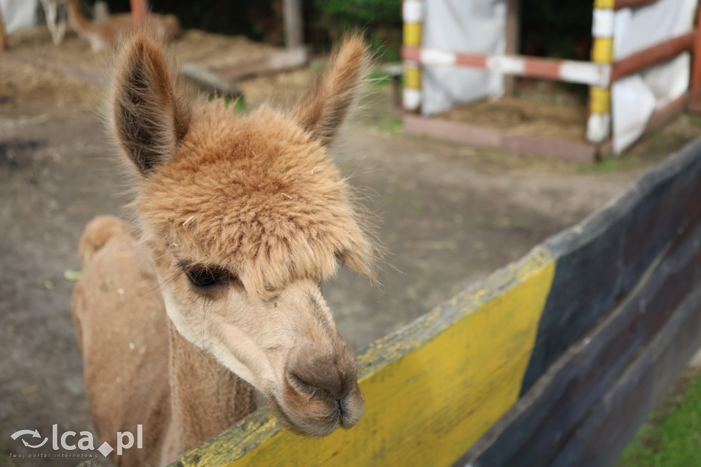 Mini Zoo w Piotrówku – wielka atrakcja dla dzieci