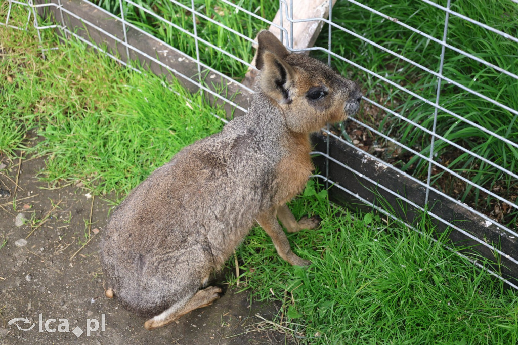 Mini Zoo w Piotrówku – wielka atrakcja dla dzieci