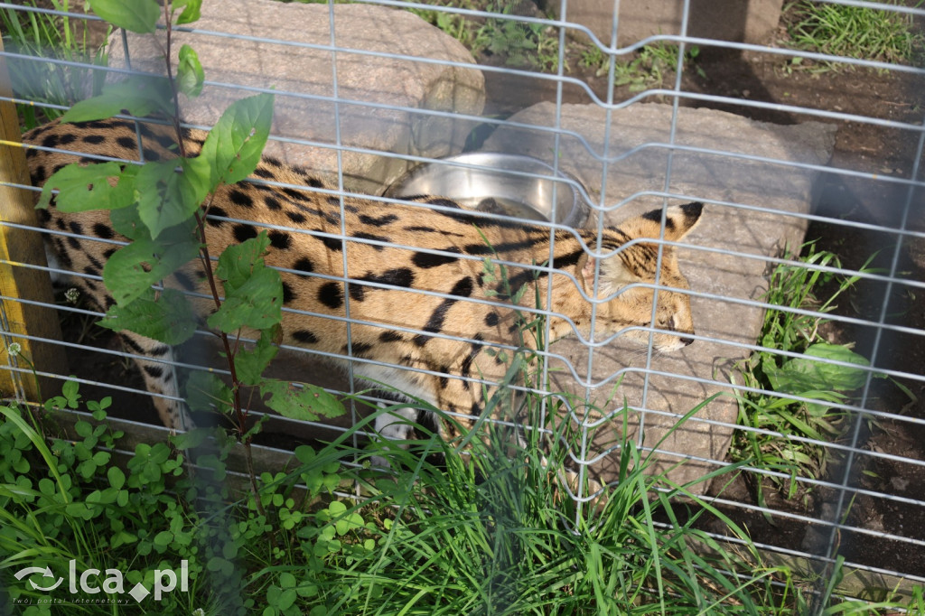 Mini Zoo w Piotrówku – wielka atrakcja dla dzieci