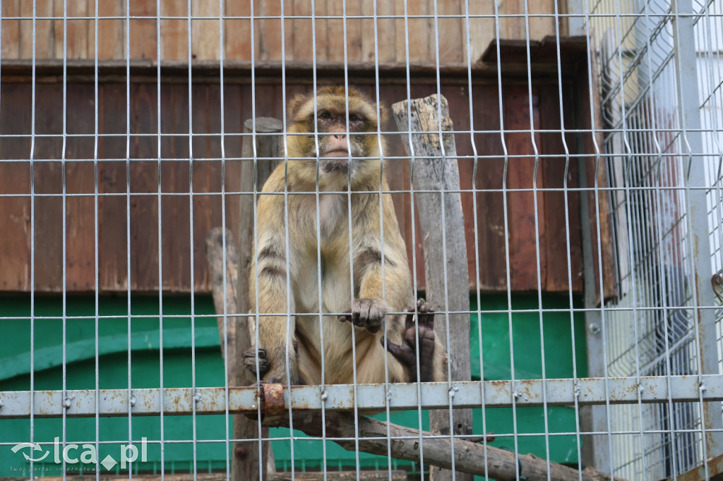 Mini Zoo w Piotrówku – wielka atrakcja dla dzieci
