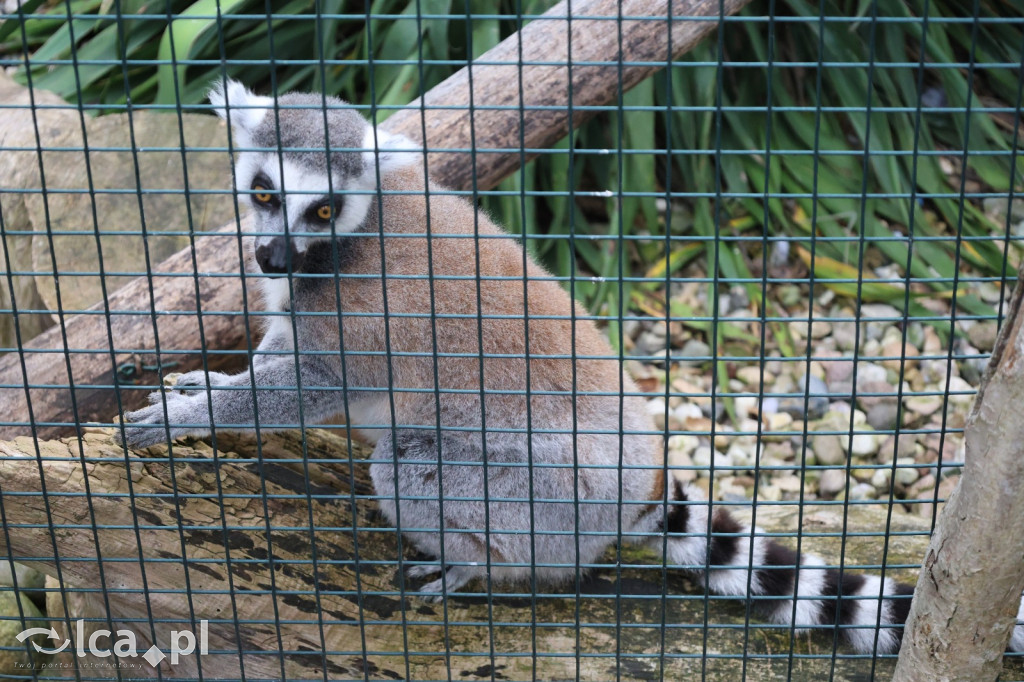 Mini Zoo w Piotrówku – wielka atrakcja dla dzieci