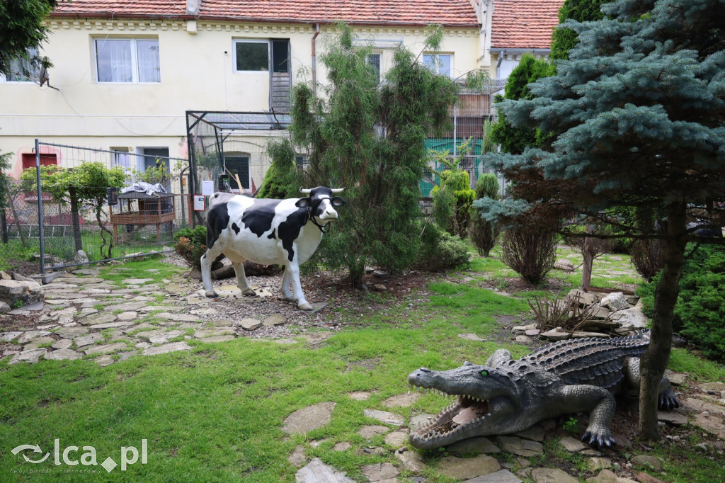 Mini Zoo w Piotrówku – wielka atrakcja dla dzieci
