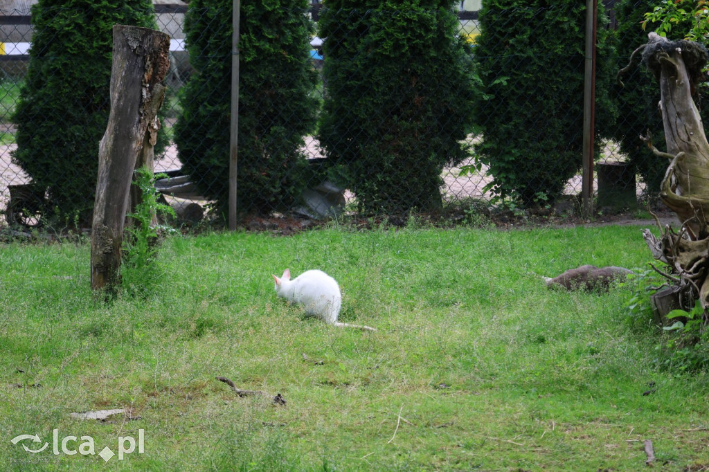Mini Zoo w Piotrówku – wielka atrakcja dla dzieci